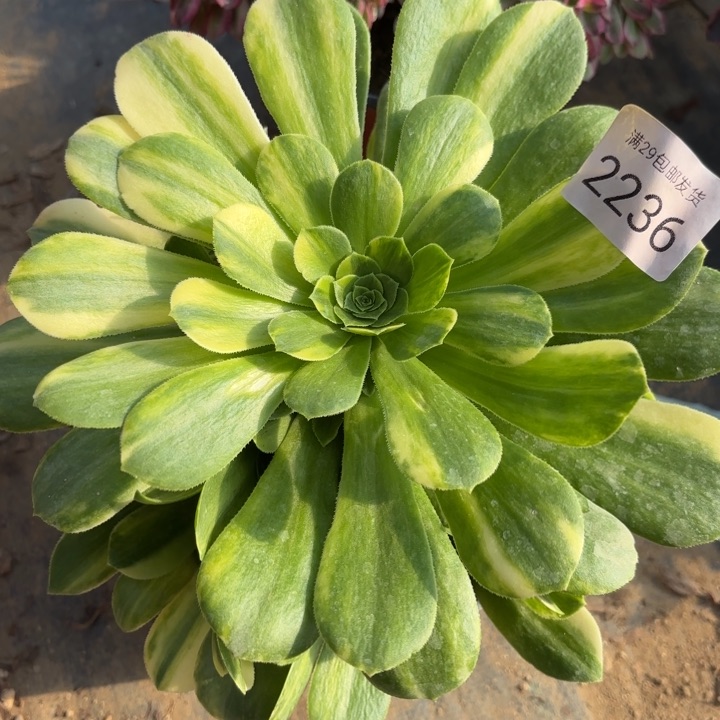 五彩琉璃多肉法师2236