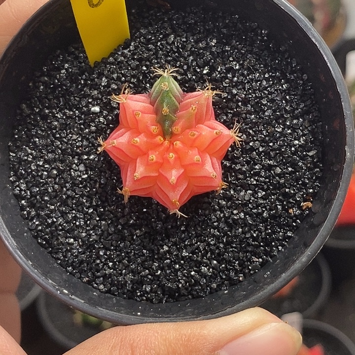 精品米哈—脱土发货21