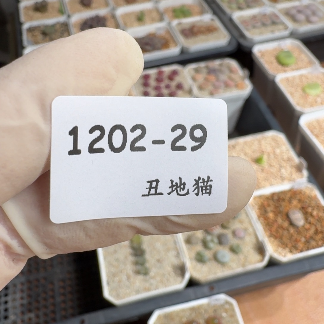 M***a1202-029一包颗粒土