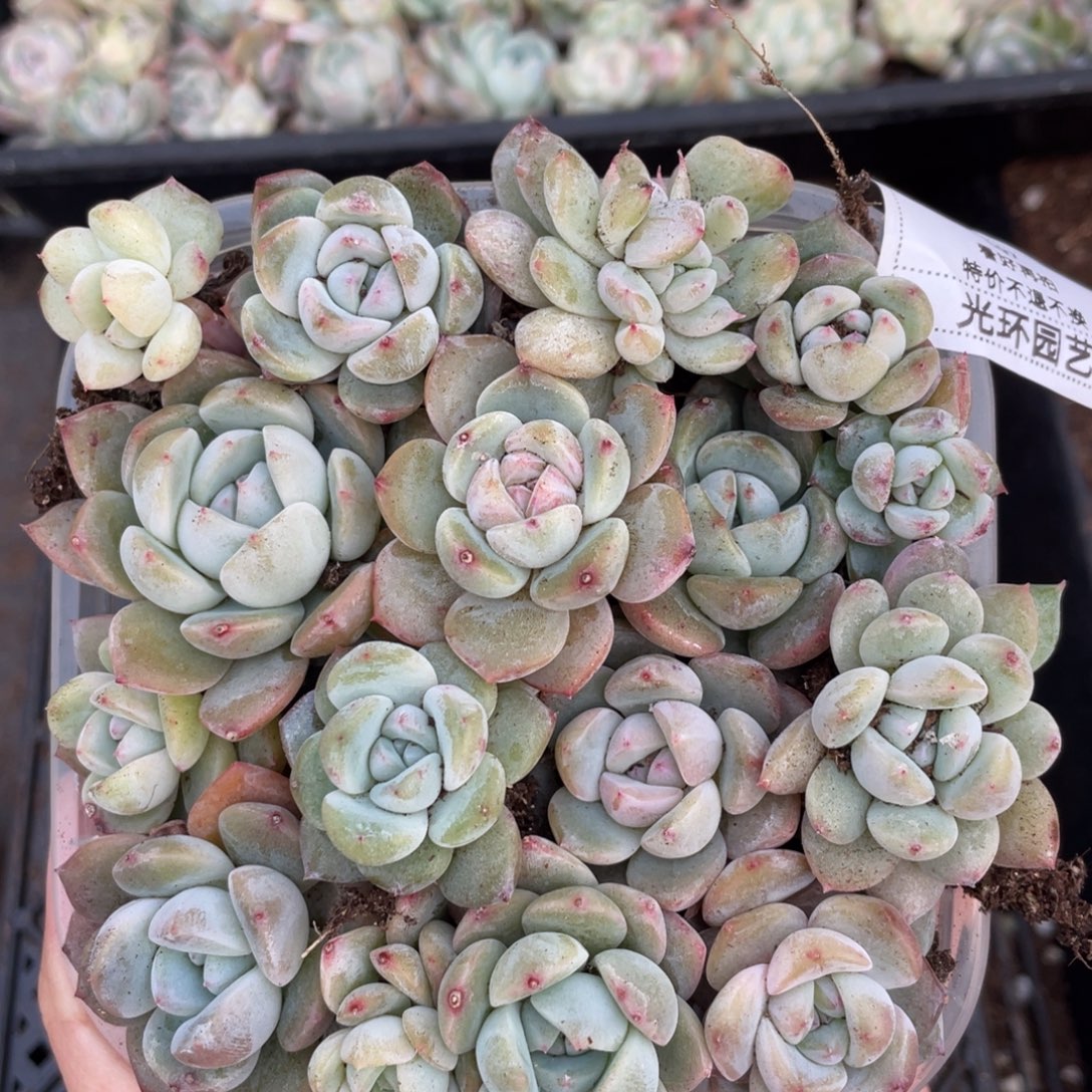C97花朝切糕苗，圆胖透，特价不包保温不包售后