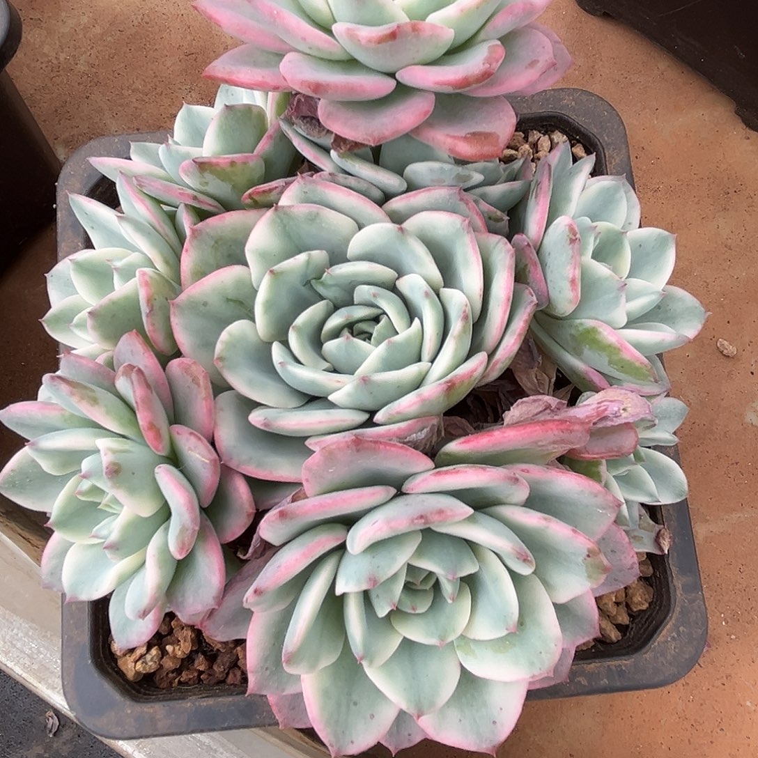 森***＊程成多肉植物奶油黄桃锦