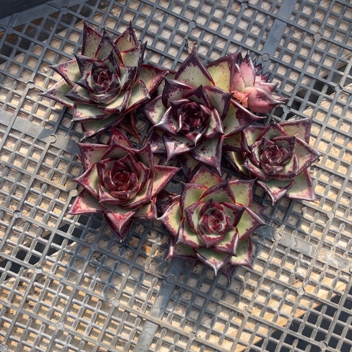 特贵侧牙打包元宝体美宽1111