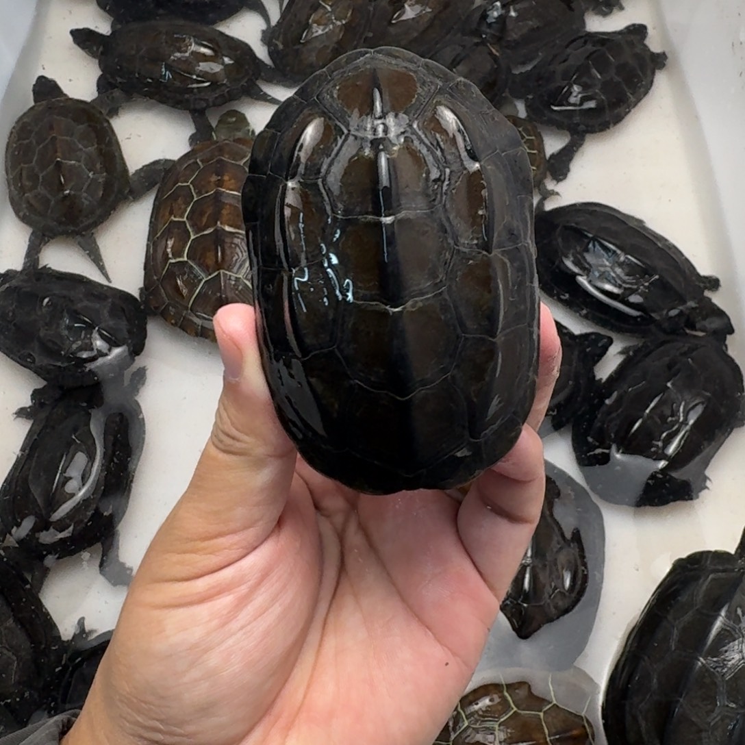 绿毛龟公苏北墨龟