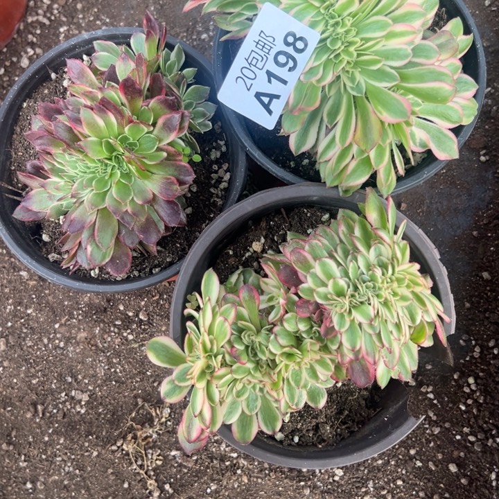 多肉植物198不售后