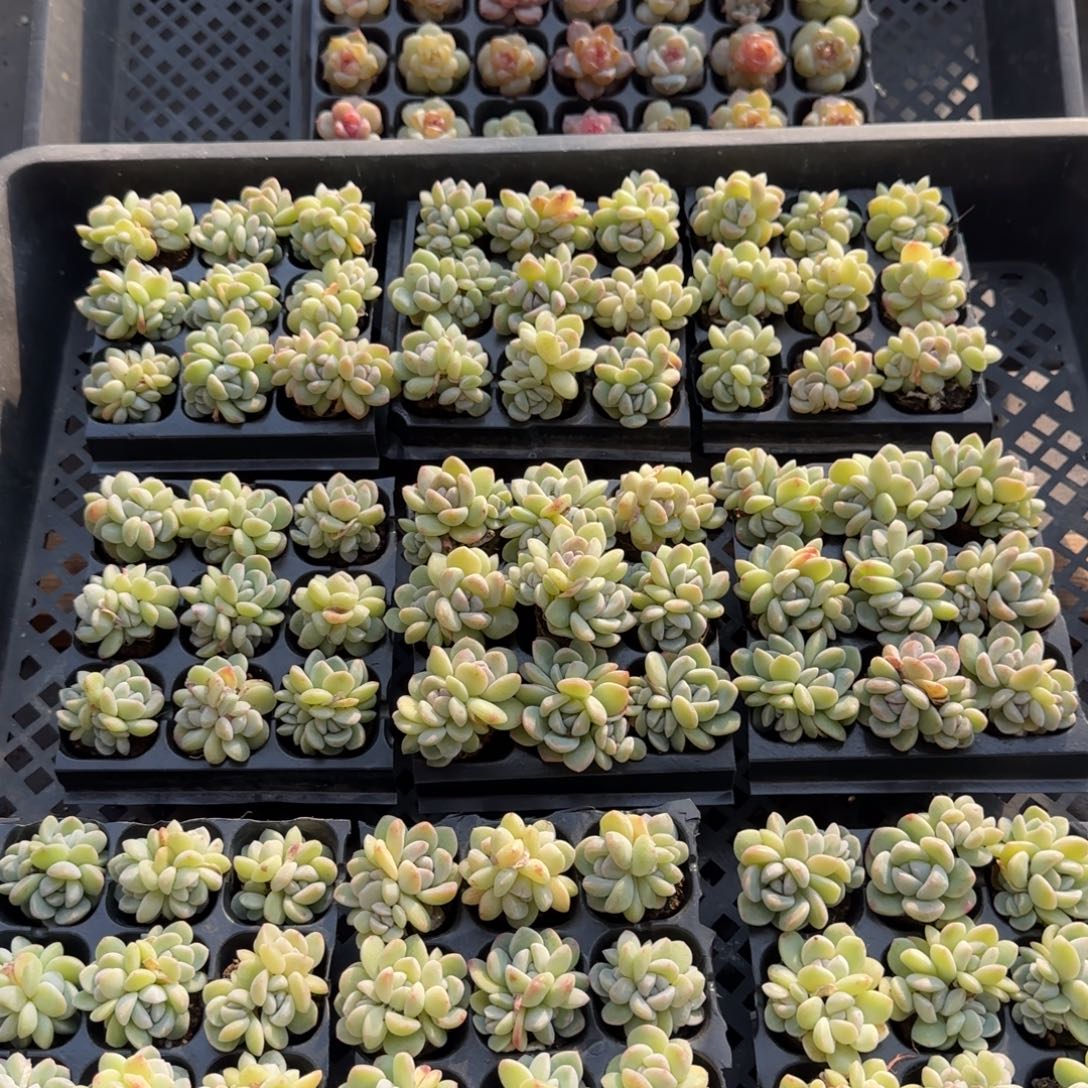 （量拍）翡翠琥珀冰群9颗