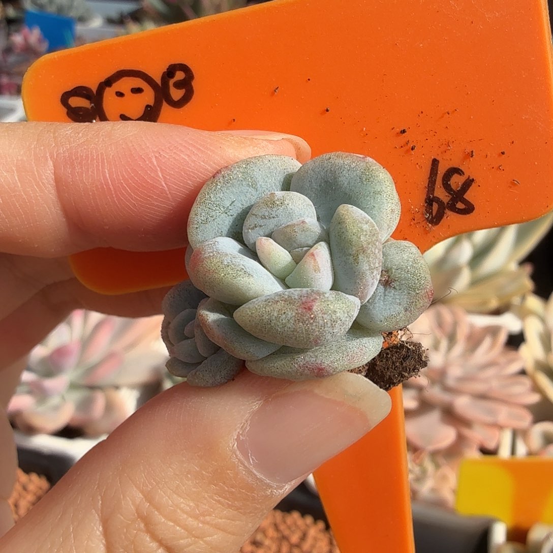 ʚ***ɞ冰玉锦叶插小苗，多肉植物