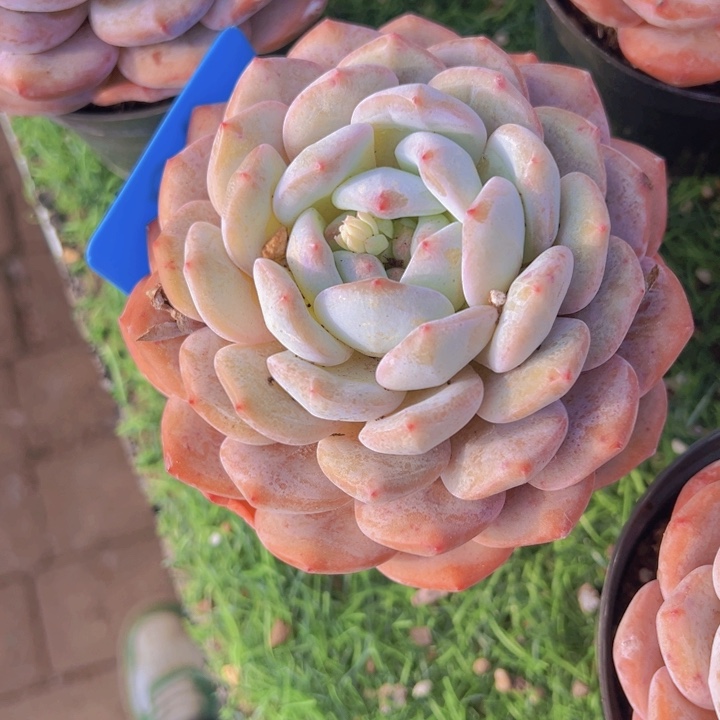 健健康康平平安安