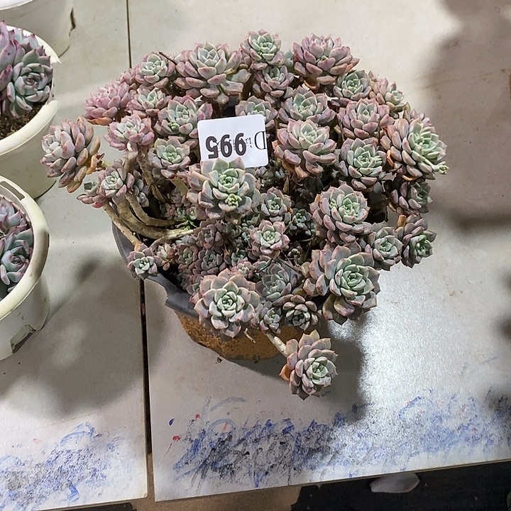 假***…995粉布偶多肉植物多肉