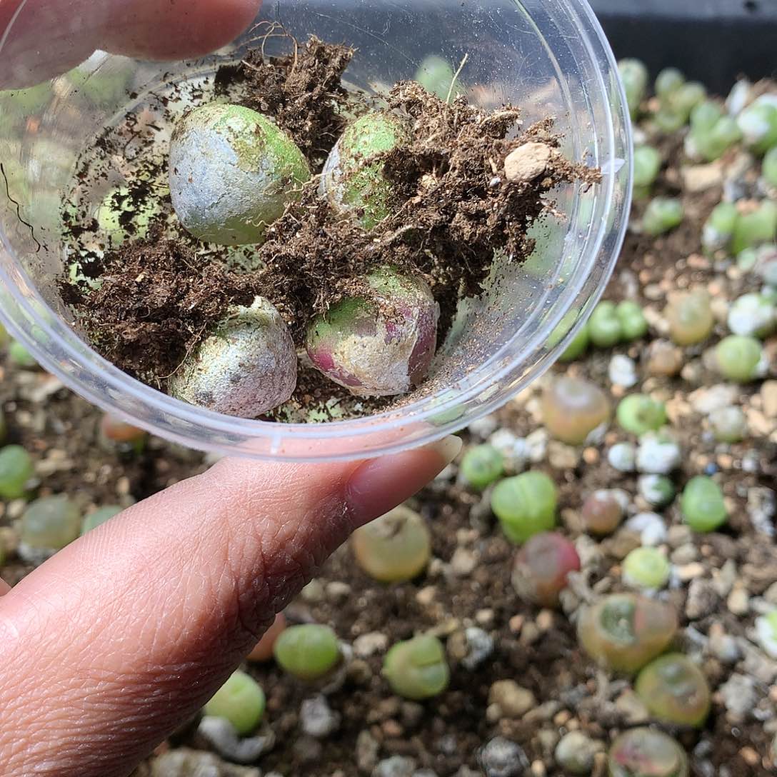 山***?E160多肉植物保护