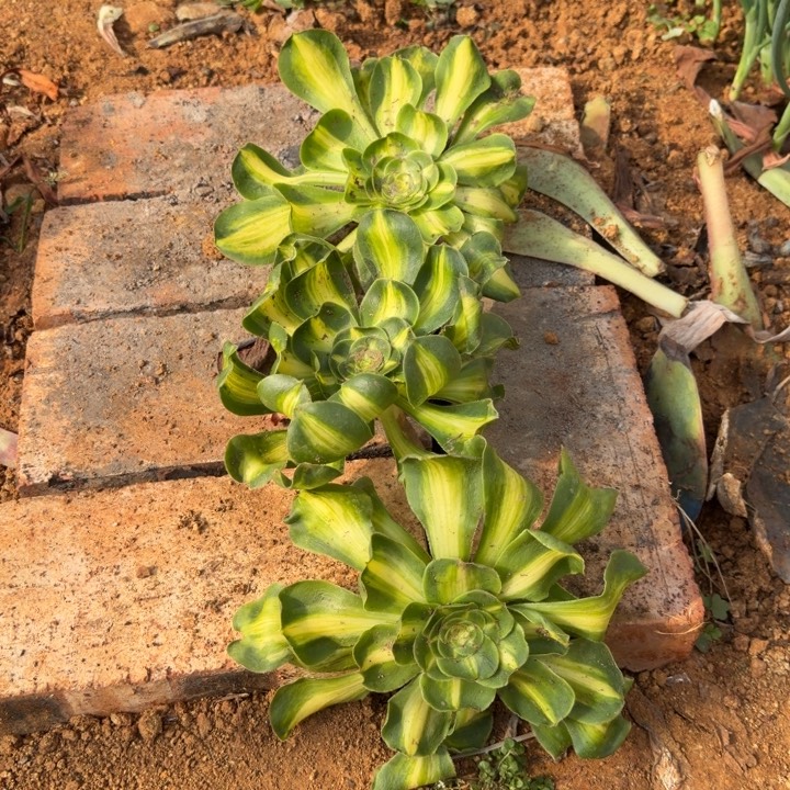 暴君暴君暴君暴君