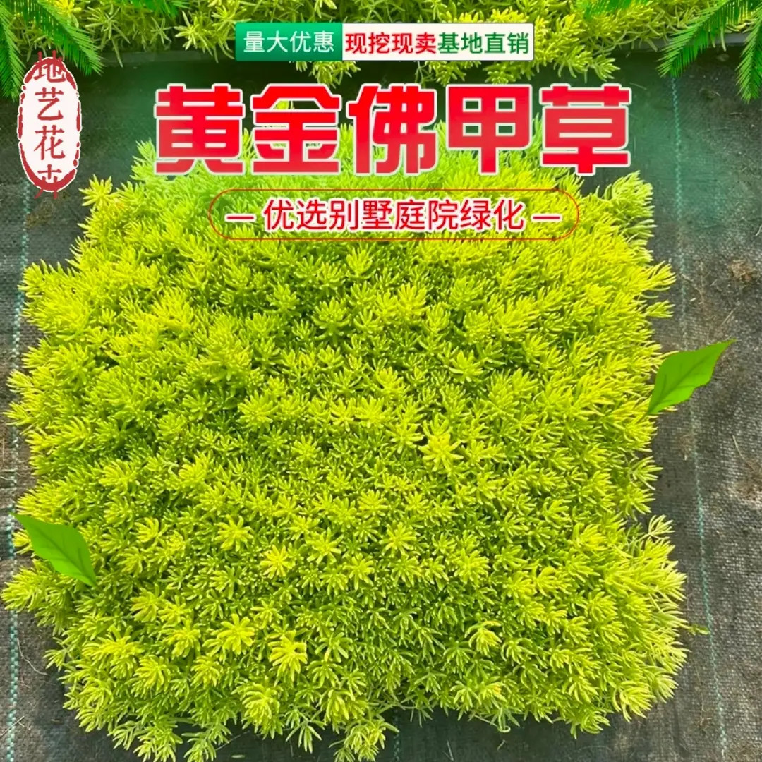 黄金佛甲草屋顶庭院金叶草坪耐寒耐热旱四季常绿花镜地被造景植物