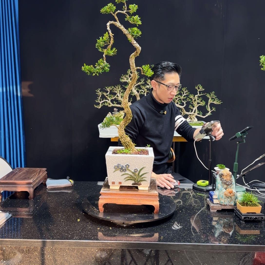 黄杨室内室外盆景艺术