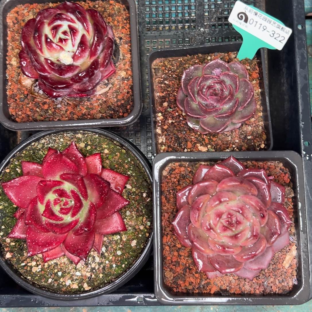 多肉一物一拍0120-322