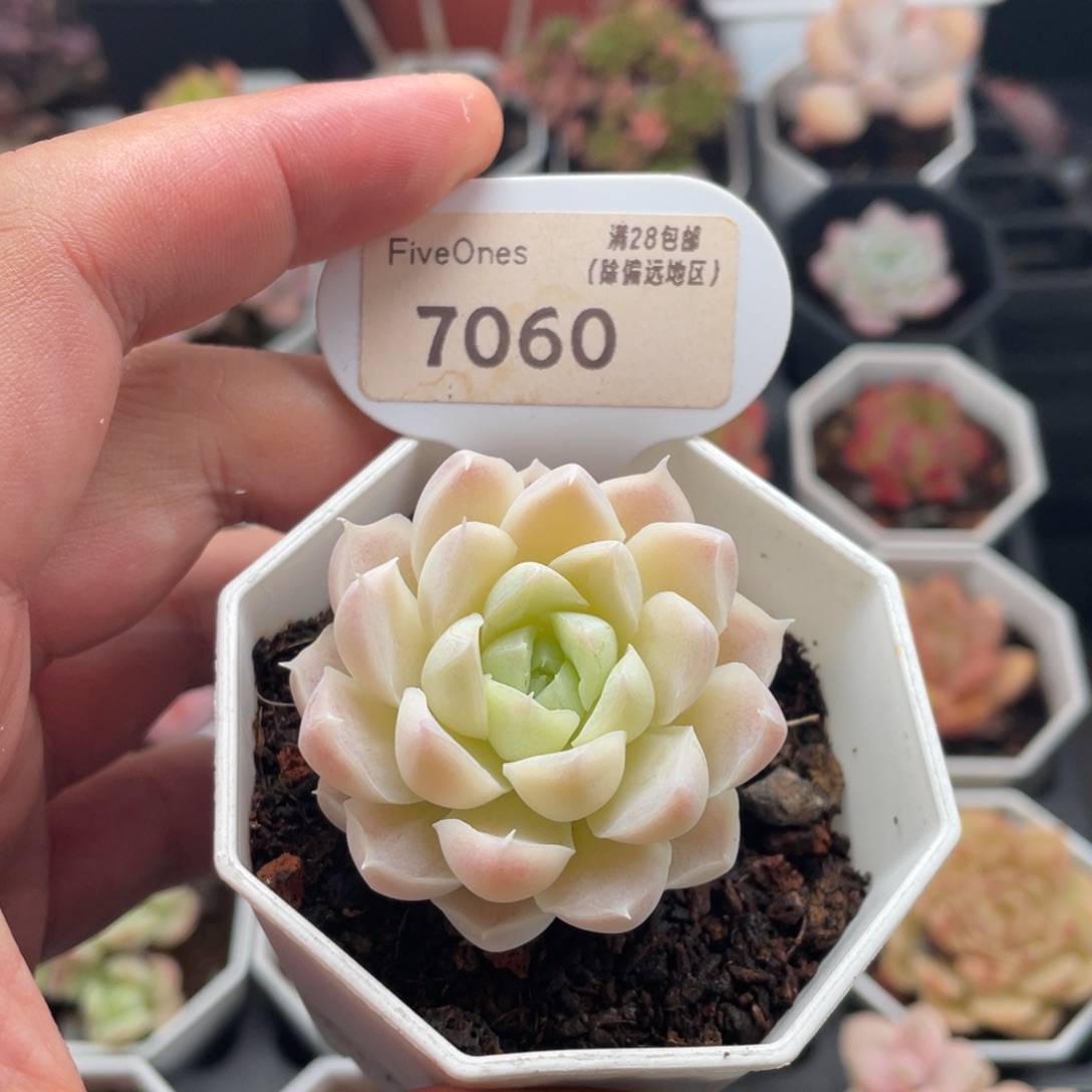 白月影7060-4.5厘米