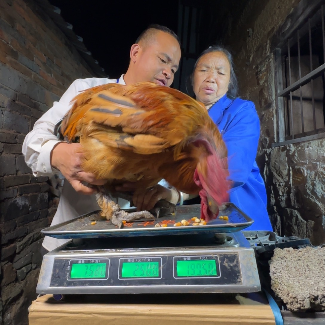 红瑶鸡农村土鸡0251……..