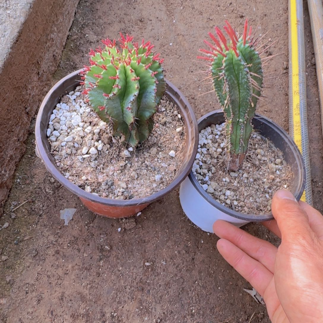 第***鸦块根植物块根植物