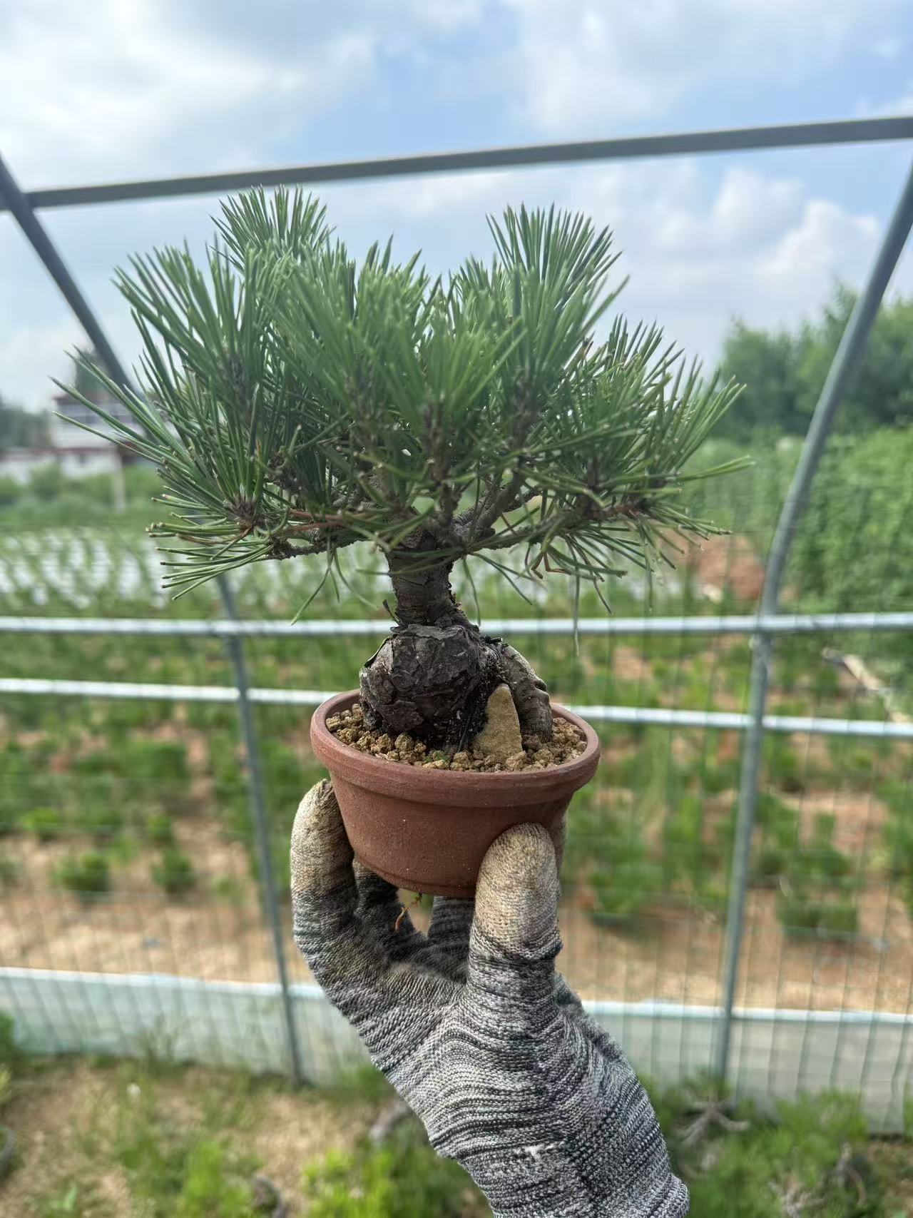 精品三河黑松矮霸坨坨桩老桩微盆景（直播间一物一拍，私拍不发货）