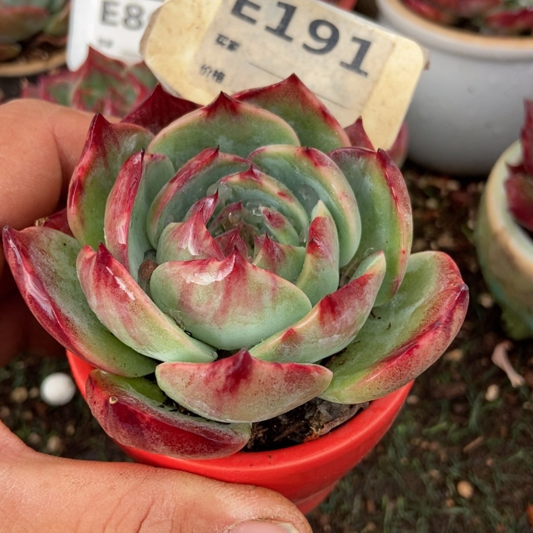 惊鸿一瞥191号楼的