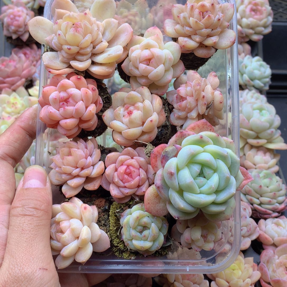 反反复复还是很开心啊038