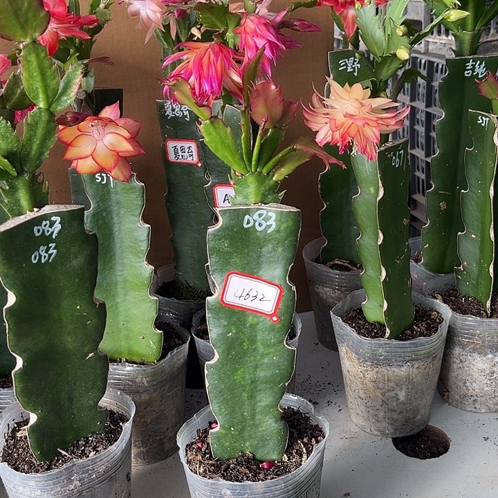 林***欢当前无花朵，栽培后可花朵083