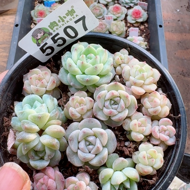 多肉植物多肉植物