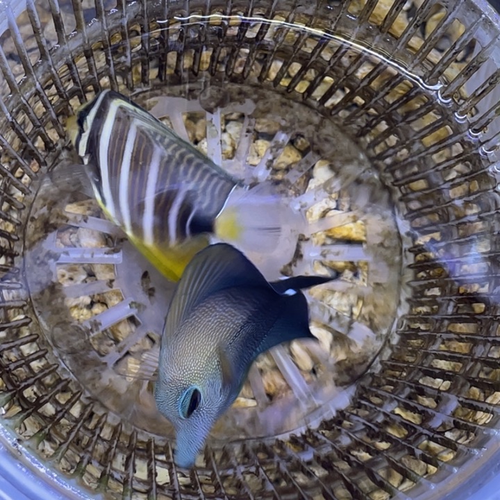 海水鱼三角一条顺丰包邮