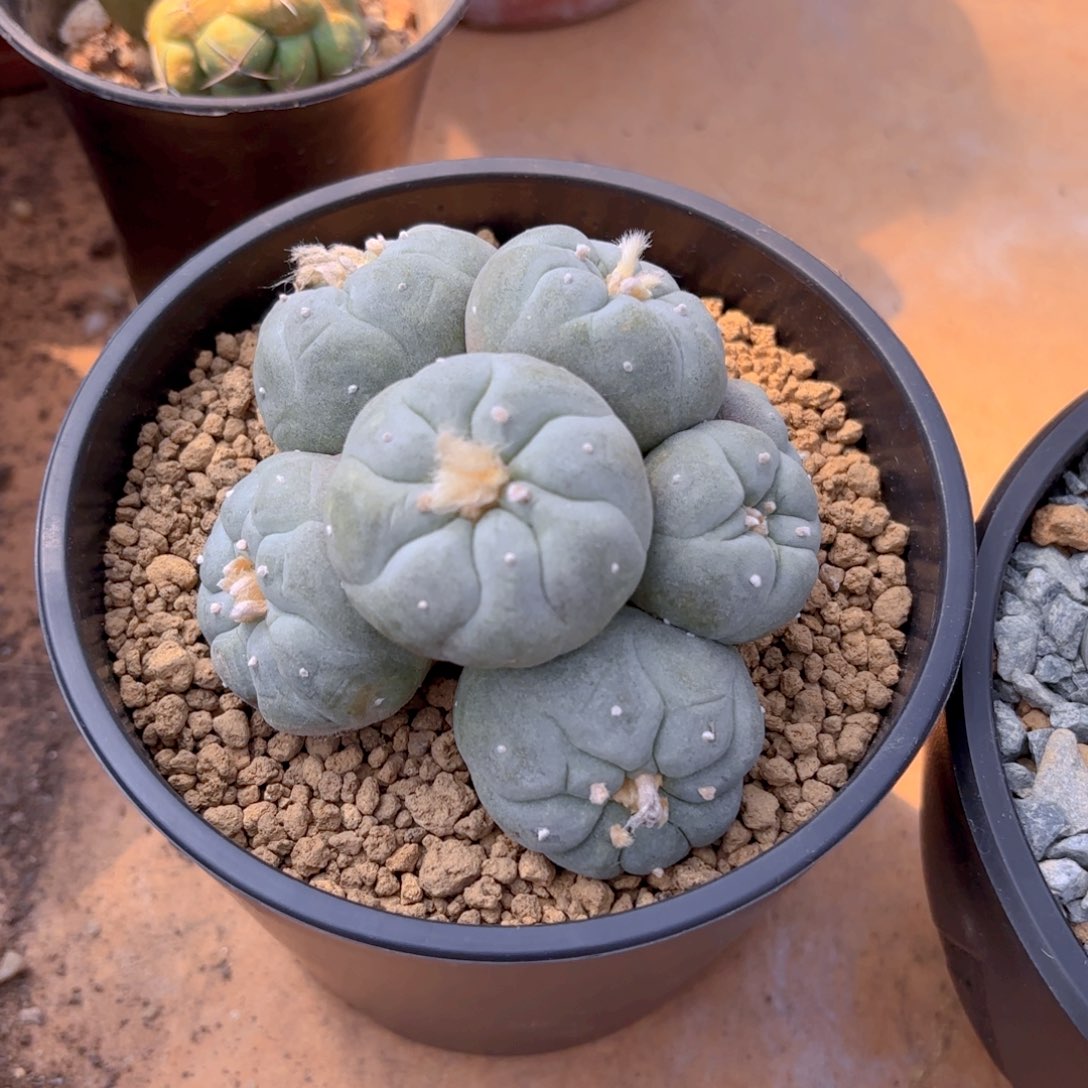 多头白G g g g g g g