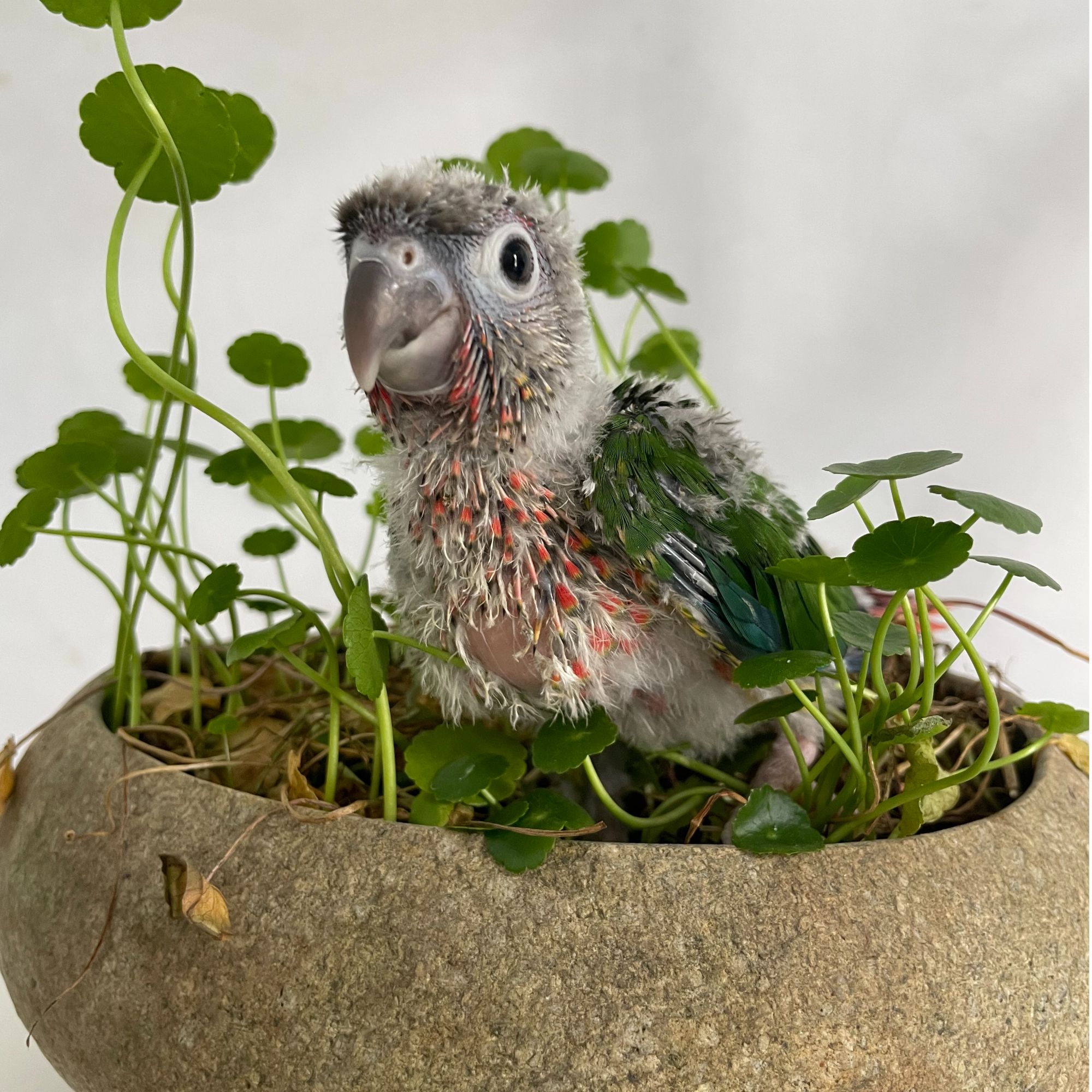 小太鹦鹉手养亲人黏人好上手，一物一拍看好详细信息再下单