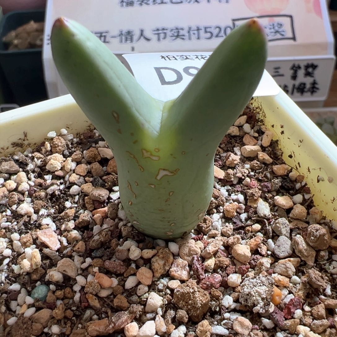 山925。0136尖耳皮卡丘