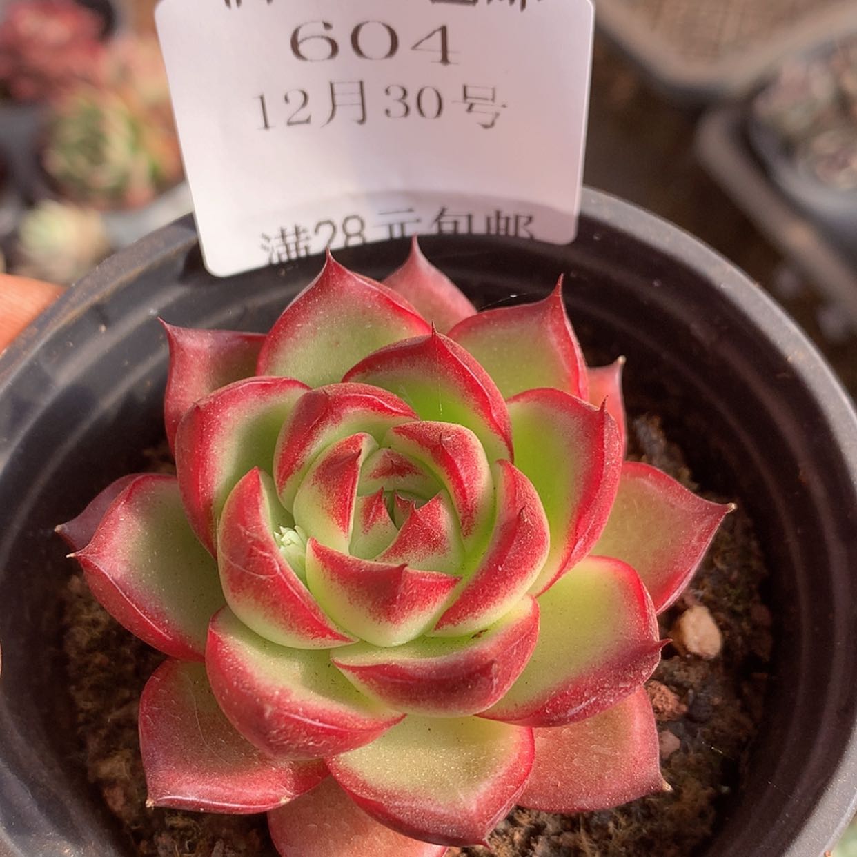 【闪购商品】云604号