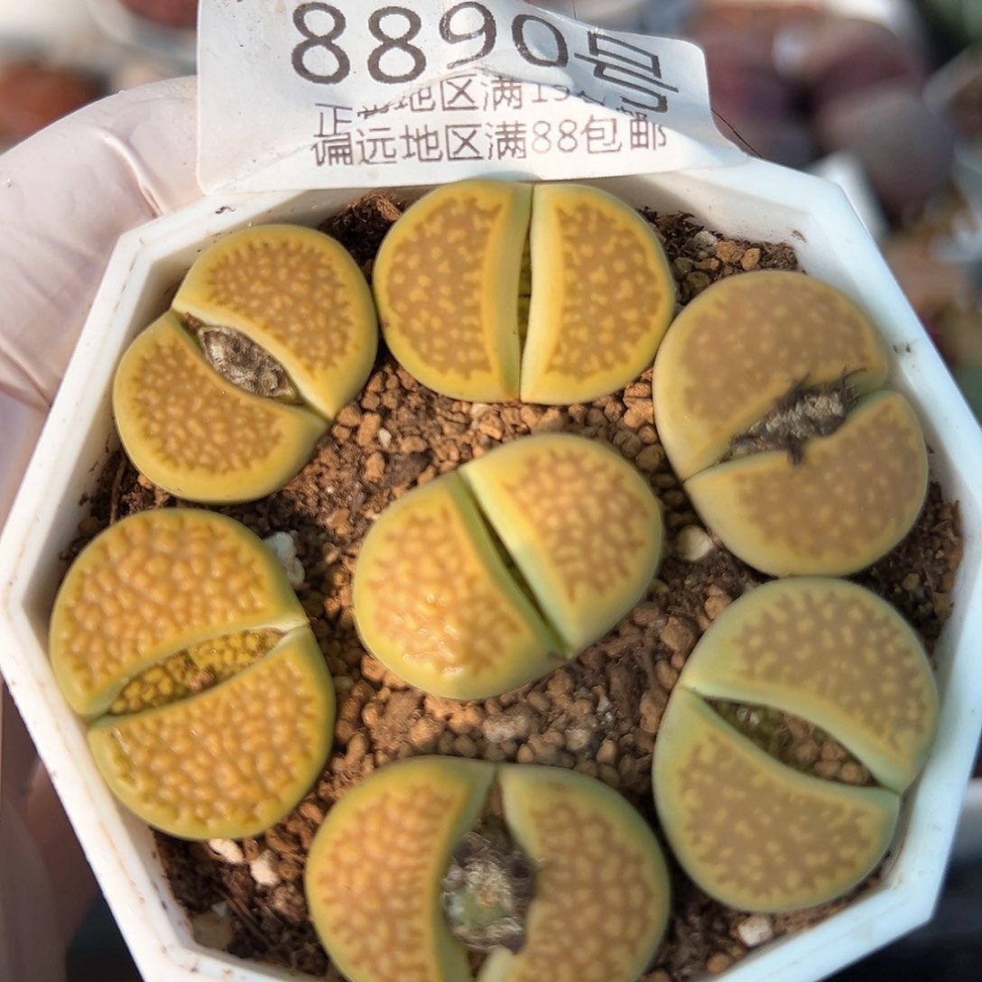 好养易活生石花大母本8890