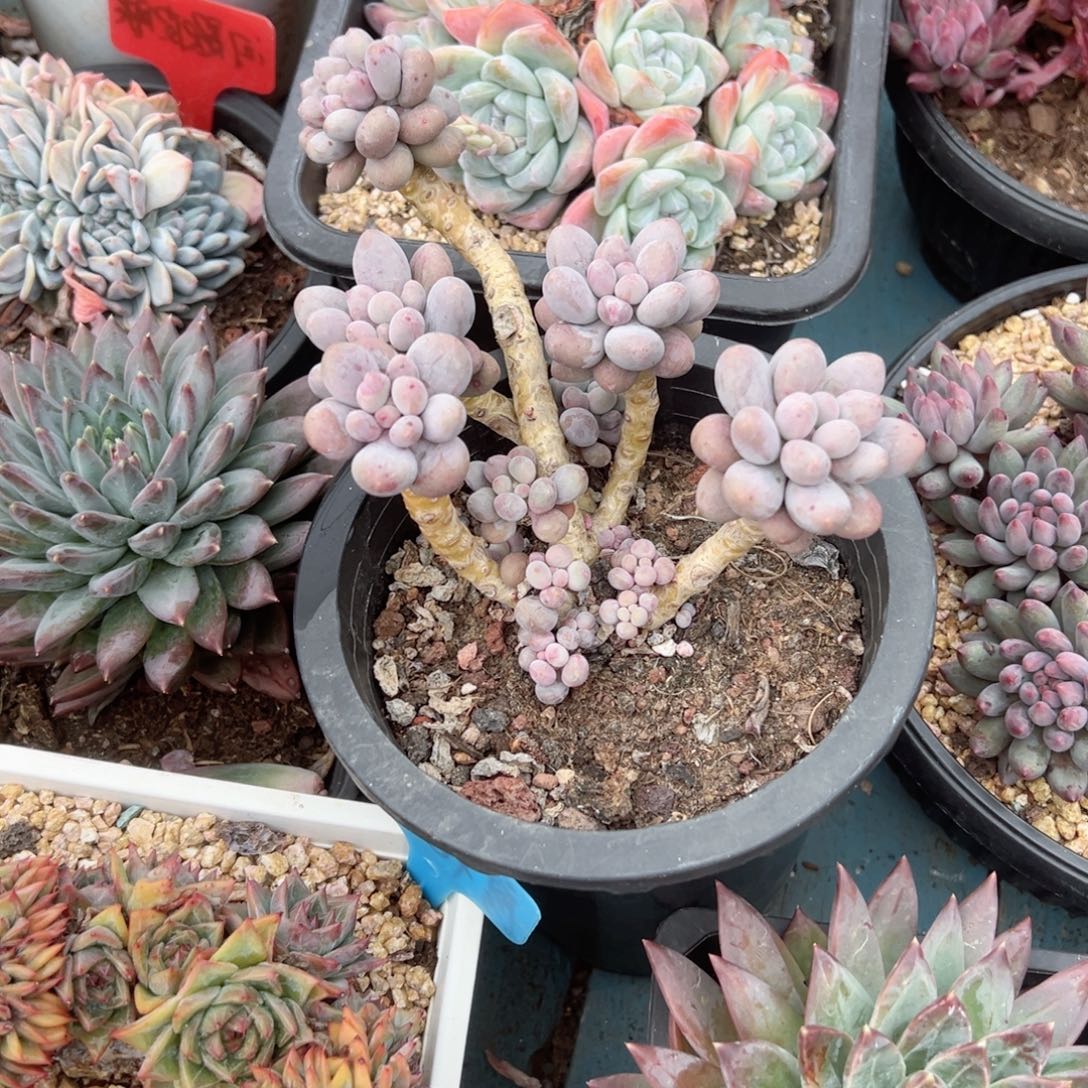 精品多肉植物老桩