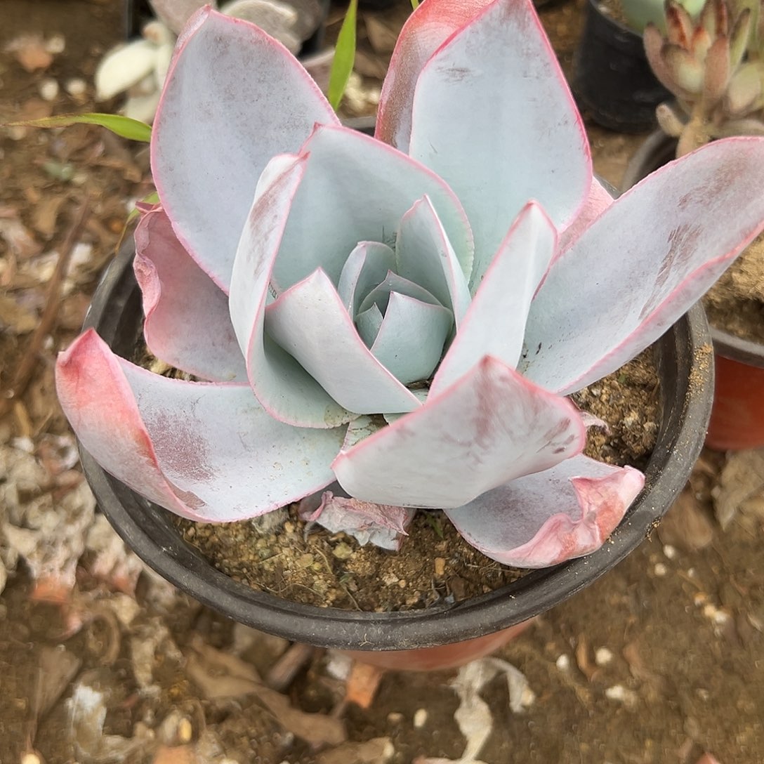 多肉植物广寒宫单头