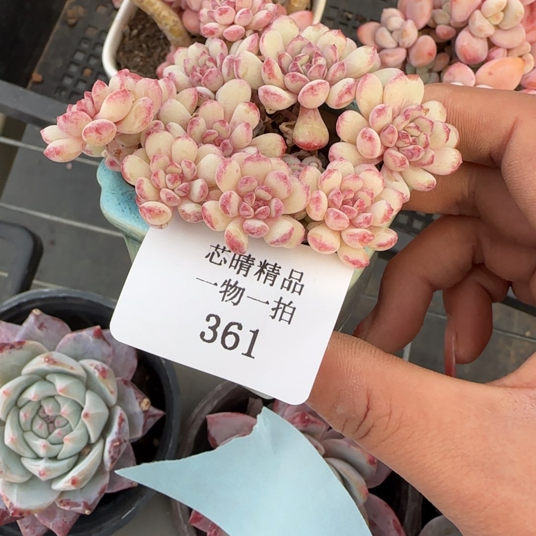 闪购精品多肉361号