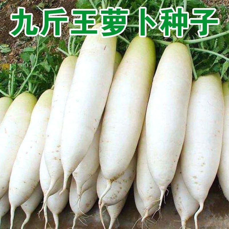 不易空心九斤王白萝卜种子抗寒特大萝卜蔬菜种子四季种子新种