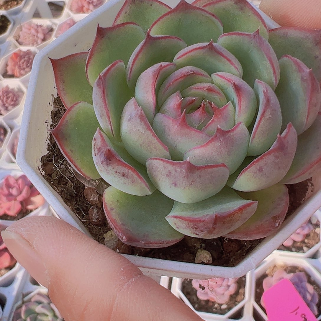 勾魂仙子19包邮多肉