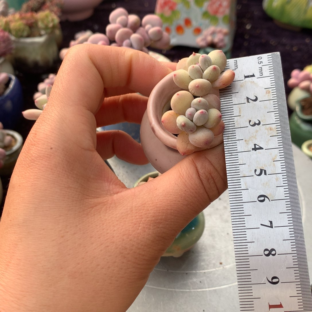 45号带盆偏远地区不包邮的凑单