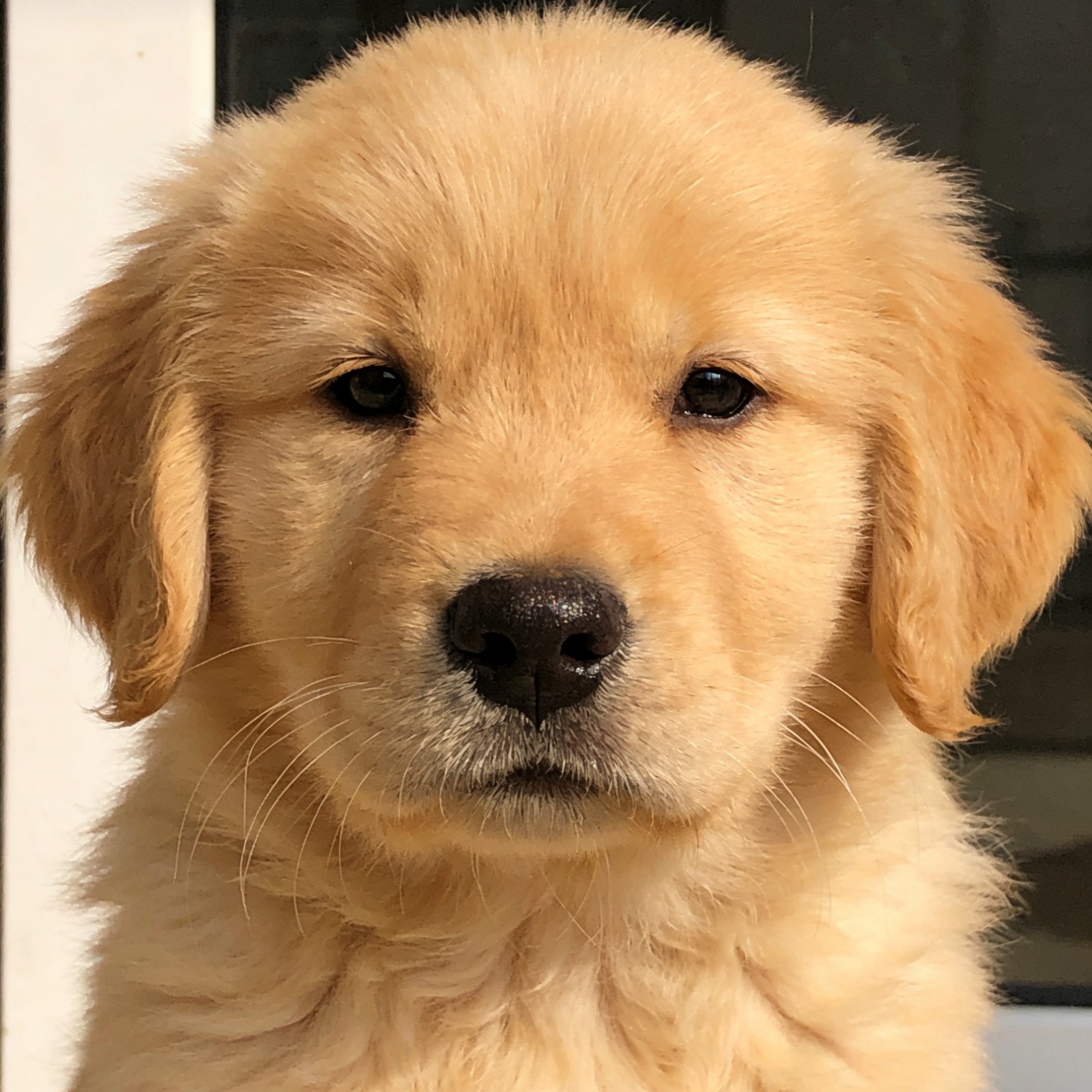 金毛拉不拉多比格狗狗活体通用链接