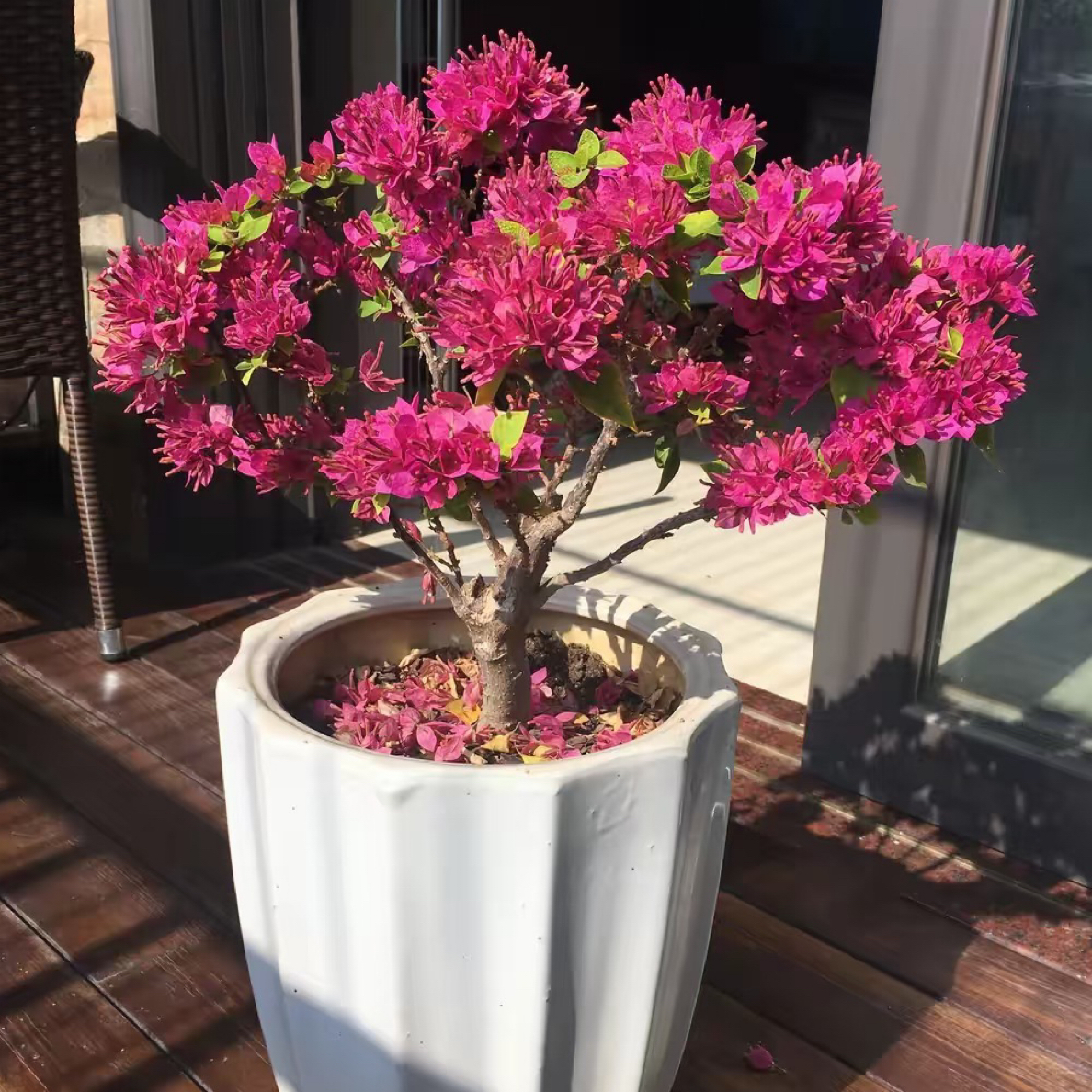 塔紫三角梅兰花草袋苗花卉绿植四季开花好养易活室内外种植