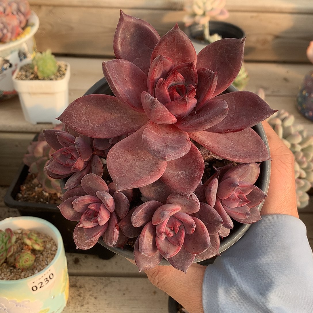 264红糖卡多肉一棵13厘米