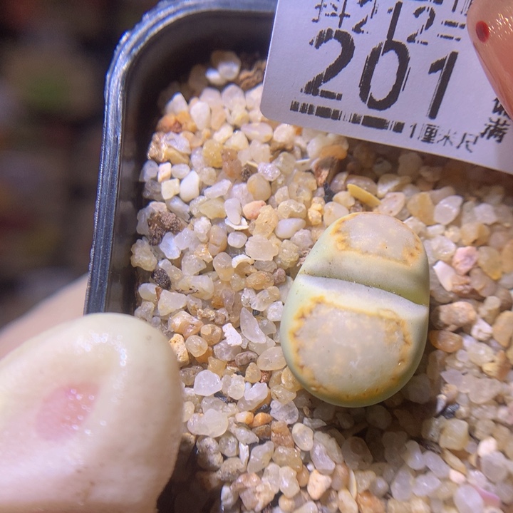 石头花多肉212.201