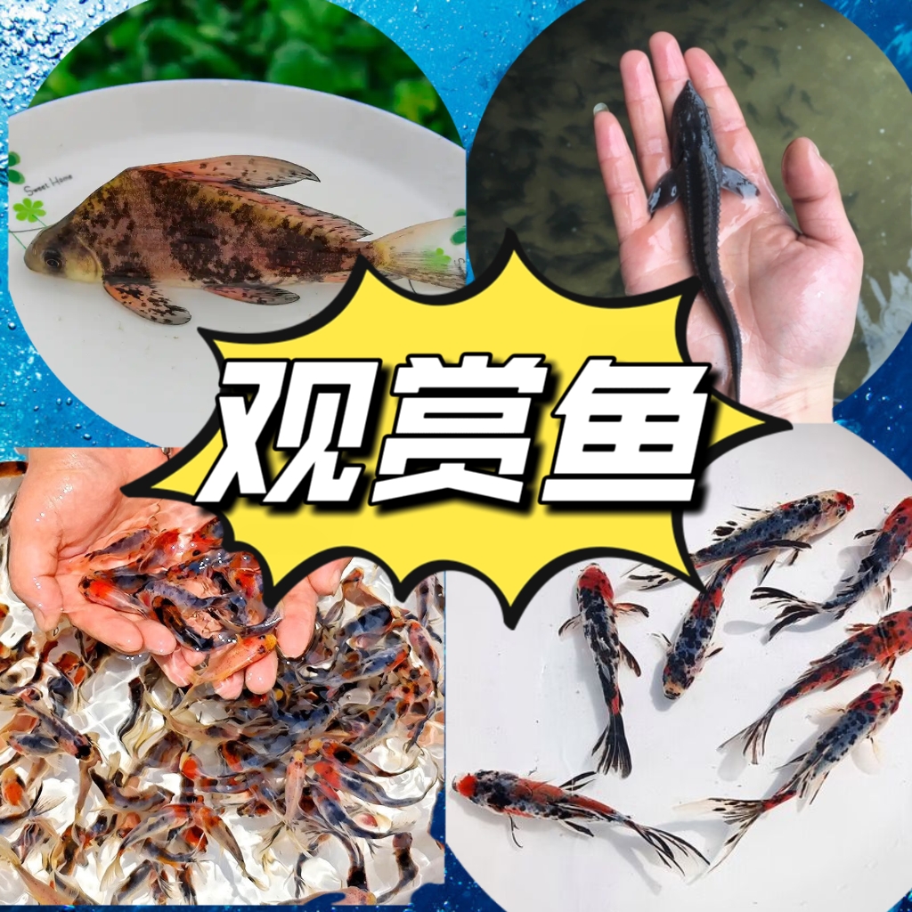 观赏鱼宠物鱼兰花草金鲟龙鱼花骨鱼胭脂鱼金丝草银鳕鱼军鱼