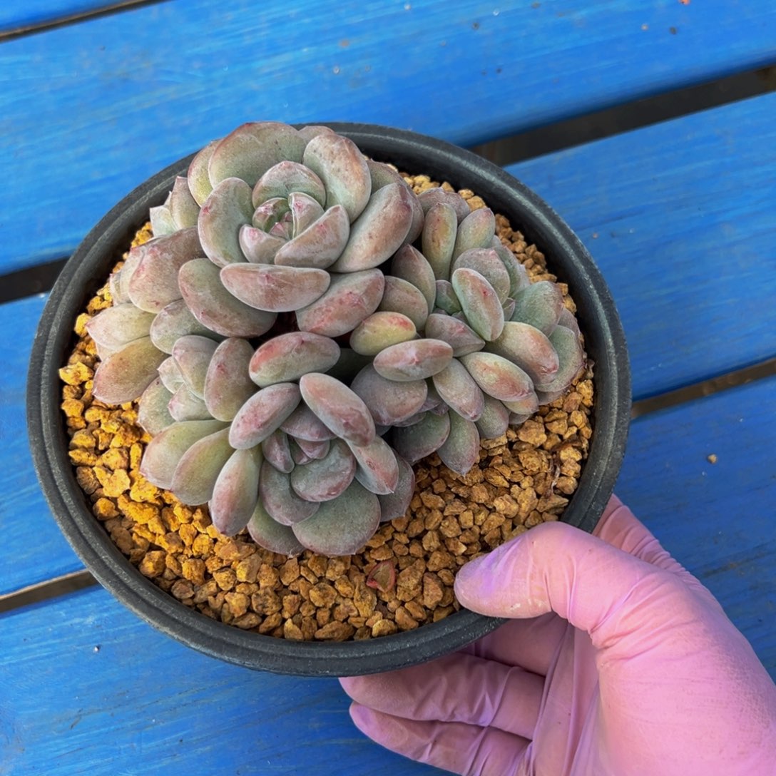 新年快乐 新年快 新年快乐