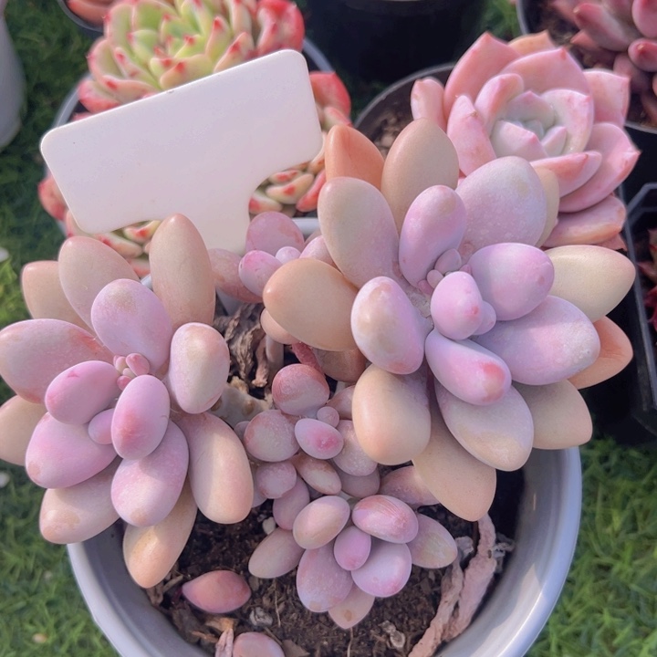 健健康康平平安安