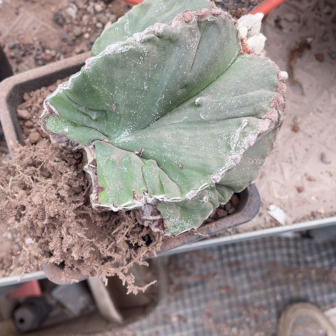 影***儿仙人球实生鸾凤玉脱土