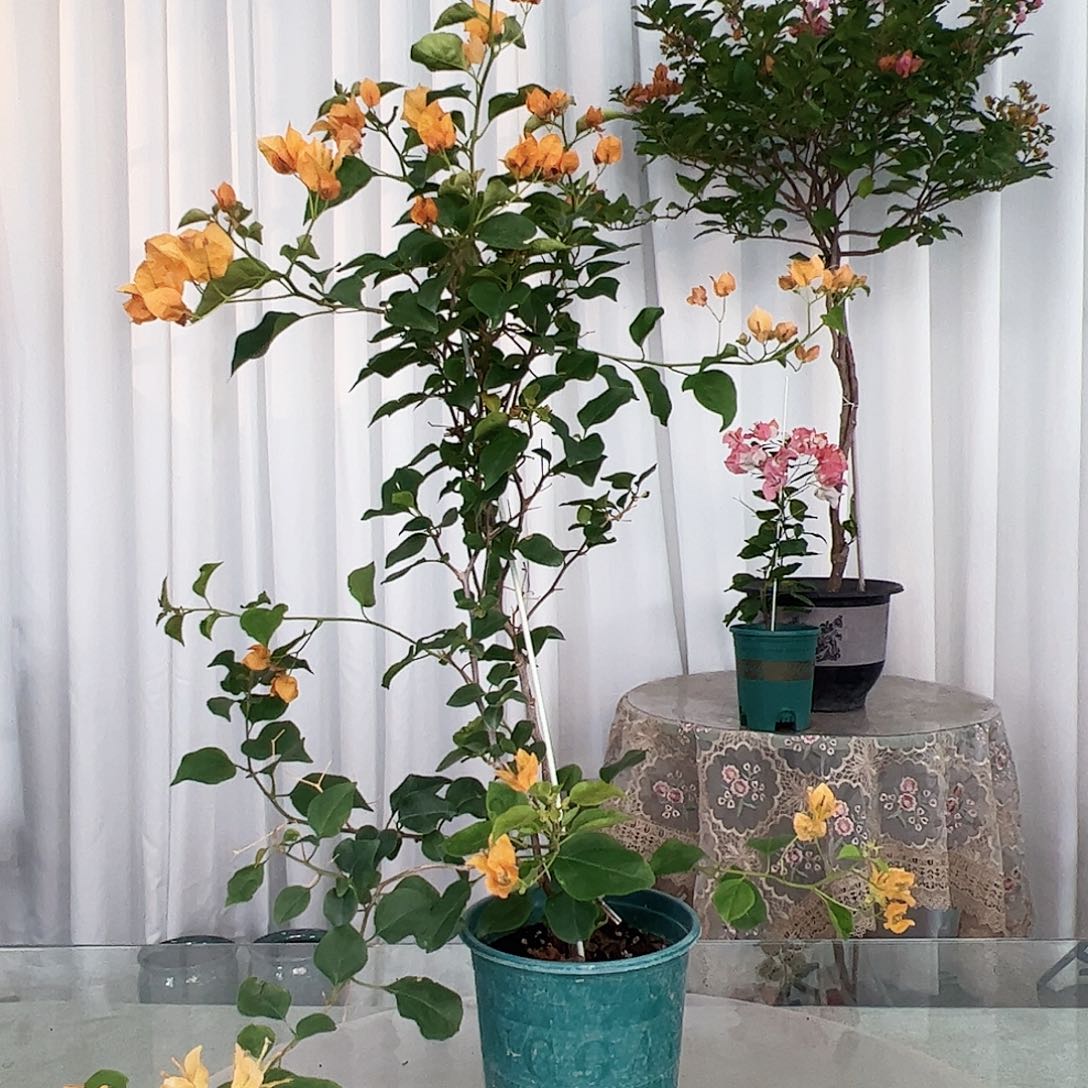 当前无花栽培后可以开花金色光辉一颗