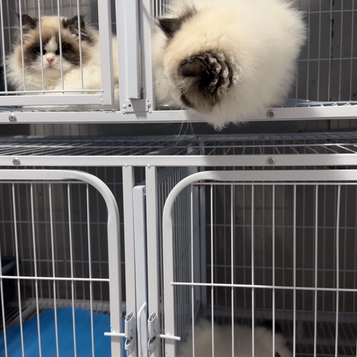 甜美可爱的可爱布偶猫