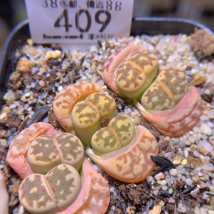 Sss精品生石花409