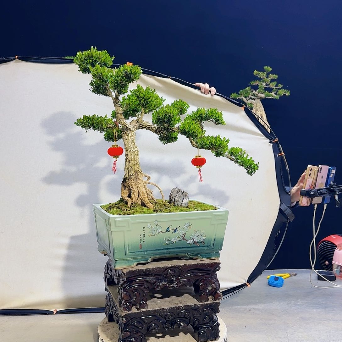 高端黄杨盆景艺术