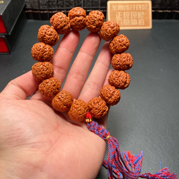 新品老树满肉梅花金刚菩提(2号)